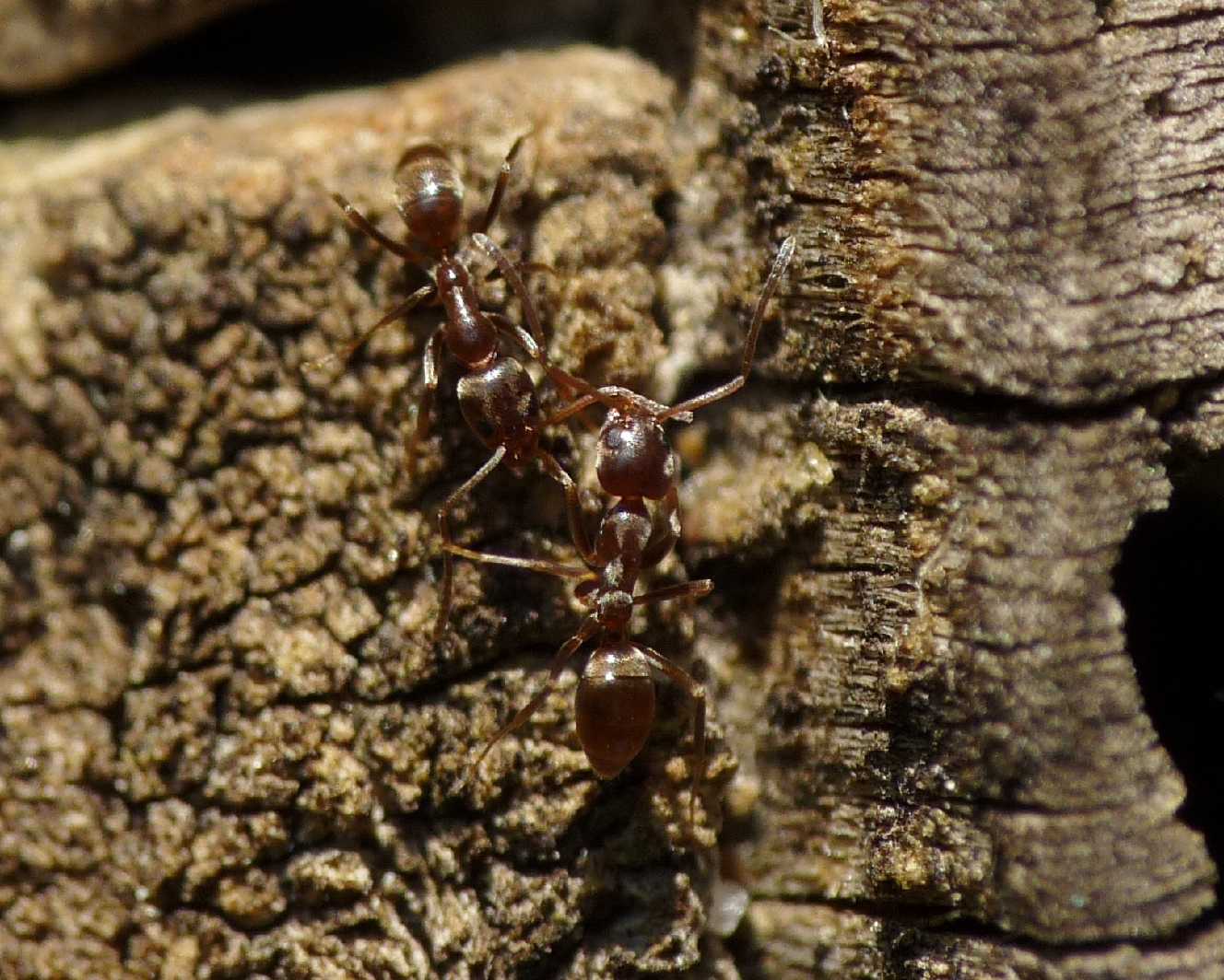 Linepithema humile (Formicidae)